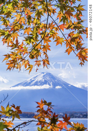 秋の河口湖北岸 富士山と色づいたもみじ 46072148