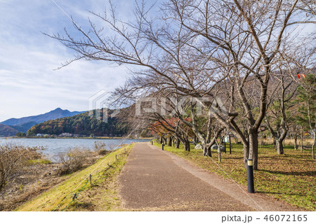 秋の河口湖北岸 ウォーキングトレイルの風景 秋の河口湖北岸 ウォーキングトレイルの風景 46072165