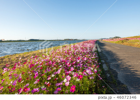 秋の遠賀川コスモス畑【福岡県遠賀郡】 秋の遠賀川コスモス畑【福岡県遠賀郡】 46072346