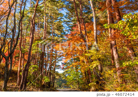 《山梨県》美しい紅葉・河口湖湖畔 《山梨県》美しい紅葉・河口湖湖畔 46072414