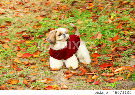 シーズー 46073136