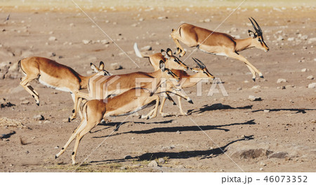 Jumping Impala Antelope Africa Safari Wildlifeの写真素材