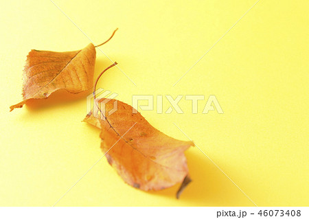 枯葉 46073408