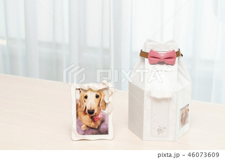 ペットロス 46073609