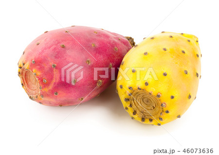red end yellow prickly pear or opuntia isolated on a white background 46073636
