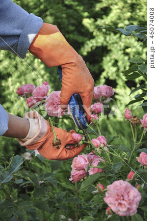 Hands wearing gloves while working at garden Hands wearing gloves while working at garden 46074008