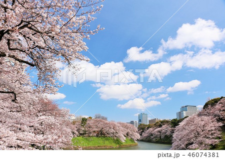 桜咲く 青空の千鳥ヶ淵 桜咲く 青空の千鳥ヶ淵 46074381