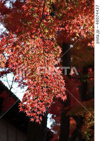 紅葉 紅葉 46074437