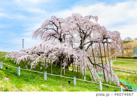 福島県 三春滝桜 46074667