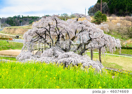 福島県 三春滝桜 46074669