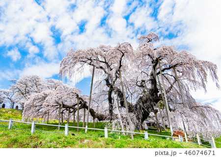 福島県 三春滝桜 46074671