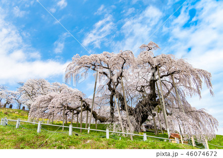 福島県 三春滝桜 46074672