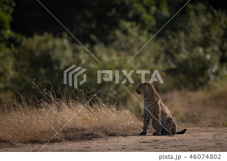 Leopard sits on sandy ground looking left Leopard sits on sandy ground looking left 46074802
