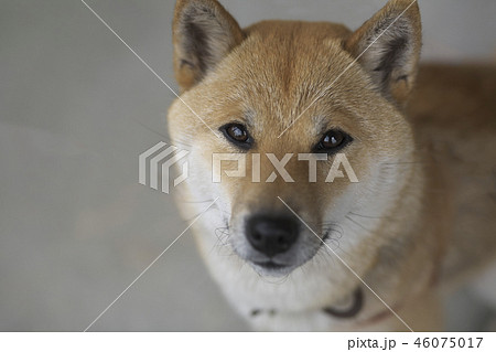 見つめる柴犬 見つめる柴犬 46075017