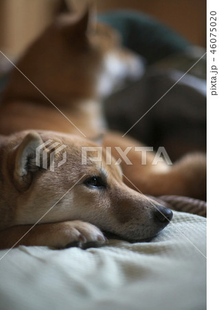 微妙な雰囲気の2頭の柴犬 46075020
