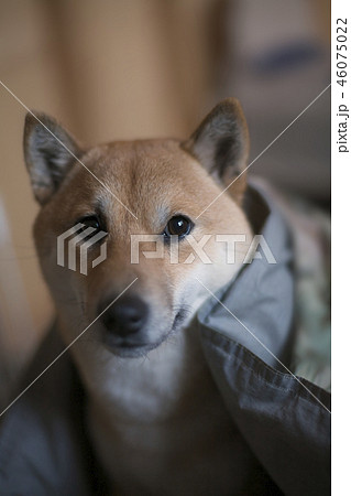 早起きした柴犬 46075022