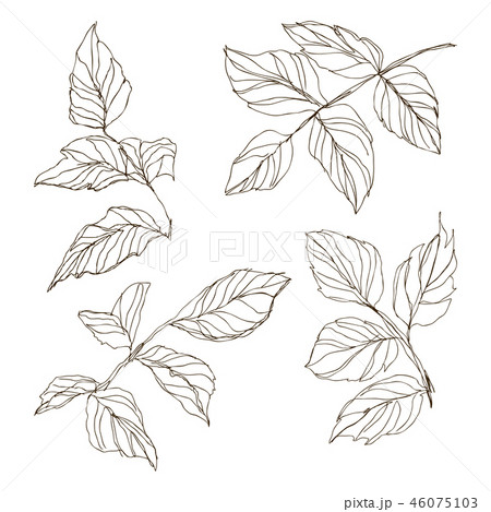 Dog rose briar. Medical herbs and plants Isolated on white background series. Vector illustration 46075103