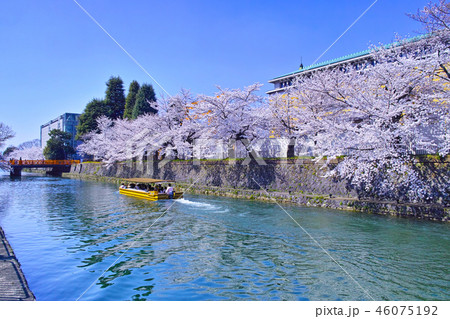 春の京都、満開の桜咲く琵琶湖疎水と遊覧船 46075192