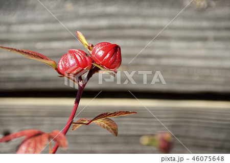 ローゼルの実 46075648