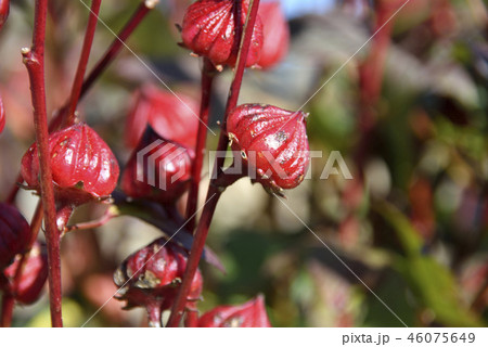 ローゼルの実 46075649