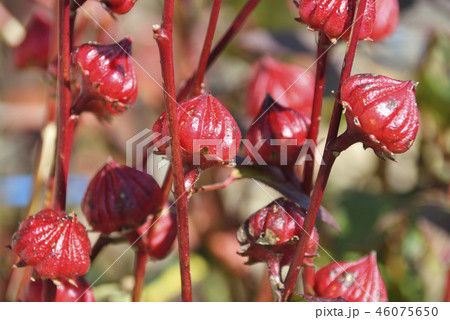 ローゼルの赤い実 46075650
