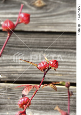 ローゼルの実 ローゼルの実 46075651
