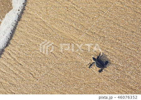 Newborn sea turtle 46076352