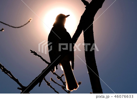 朝日を浴びて 朝日を浴びて 46076633