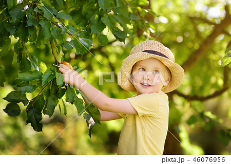 Little boy picking apples from tree. 46076956