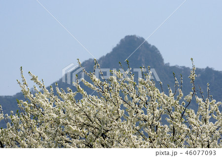 鳥取 四季の散歩 春 東光寺 鳥取 四季の散歩 春 東光寺 46077093
