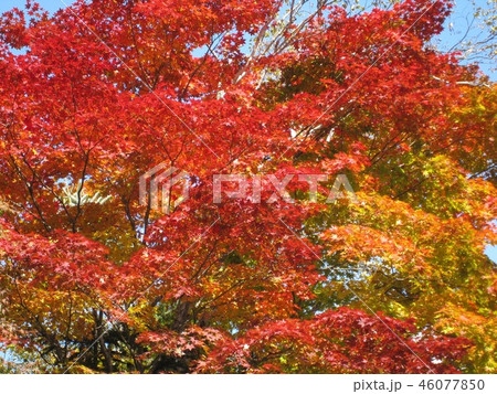 紅葉 紅葉 46077850