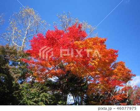 青空と紅葉 46077975