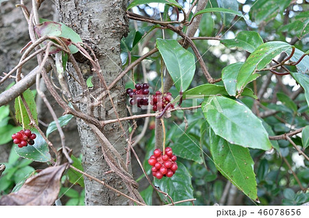 サネカズラ 46078656