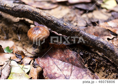 毒キノコ マレーシアのジャングル 毒キノコ マレーシアのジャングル 46078806