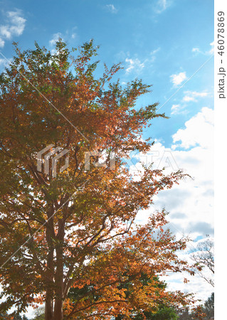 青い空に映える紅葉 46078869