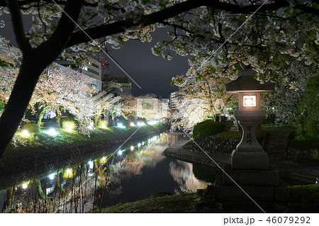 松川の桜 46079292