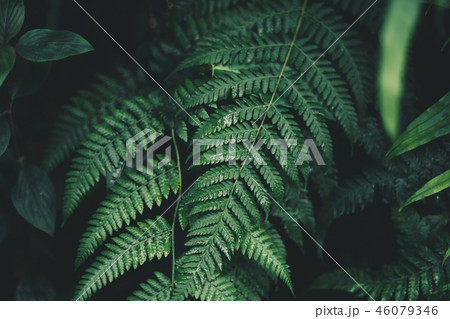 Fern foliage Dark green and cold detail leaf 46079346