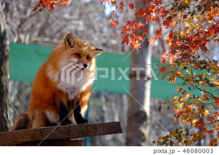 キツネ村のキタキツネ 46080003