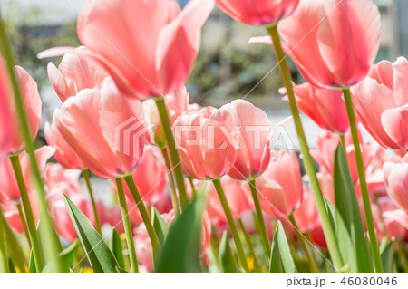 神奈川県 チューリップ畑の写真素材