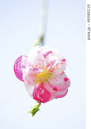 3月の春に華やかに咲くピンクと白のまだら模様の綺麗な花桃の花のクローズアップの写真素材