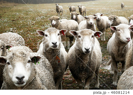 風景写真 動物 小岩井農場の羊たち 北の羊 羊の群れ 癒し ポストカード 風景写真 動物 小岩井農場の羊たち 北の羊 羊の群れ 癒し ポストカード 46081214