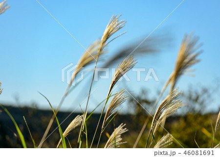 秋の平尾台【福岡県】 秋の平尾台【福岡県】 46081691
