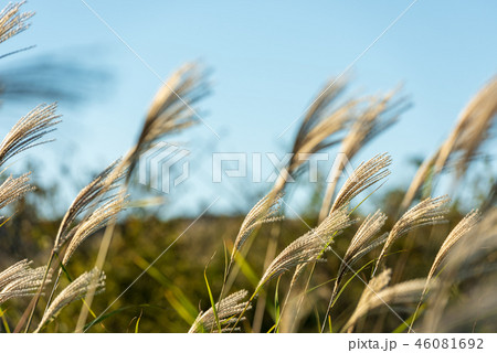 秋の平尾台【福岡県】 46081692