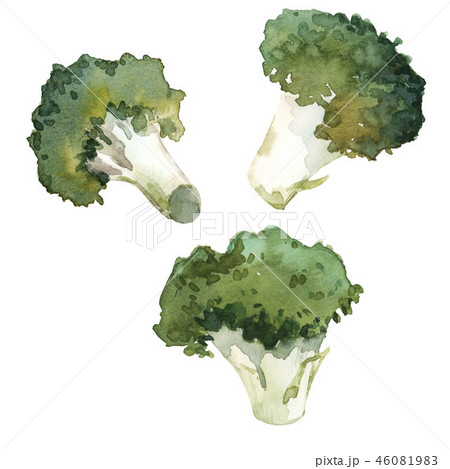 Watercolor broccoli illustration 46081983