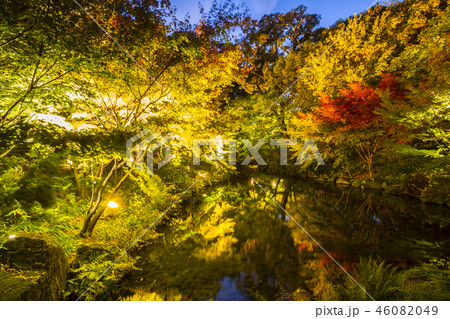 愛知県 名古屋市 徳川園の紅葉夜景 愛知県 名古屋市 徳川園の紅葉夜景 46082049
