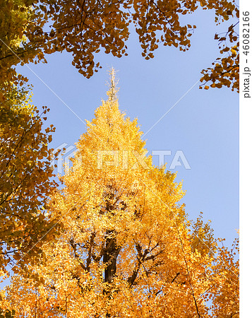 yellow ginkgo tree yellow ginkgo tree 46082166