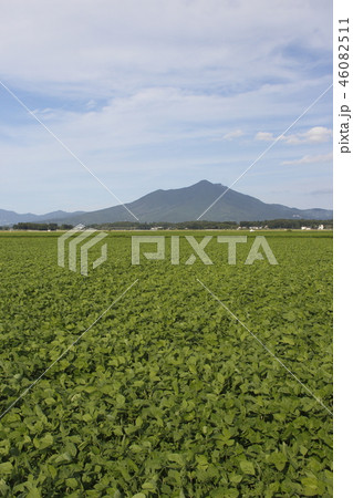 初秋のつくば市から望む、枝豆畑と筑波山 46082511