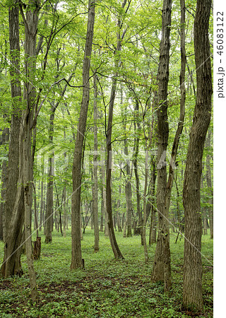 武蔵野 雑木林 46083122