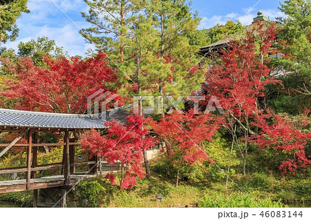 高台寺の紅葉 高台寺の紅葉 46083144
