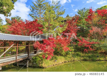 高台寺の紅葉 46083145
